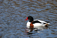 David Plant Photography - Wildlife Photographer - Shelduck - B